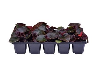 Obrázek 5 produktu Begonia semperflorens 10-pack