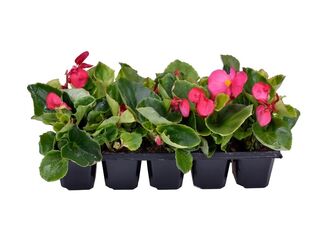 Obrázek 4 produktu Begonia semperflorens 10-pack