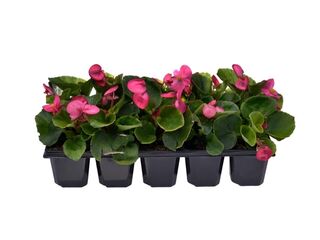 Obrázek 1 produktu Begonia semperflorens 10-pack