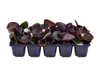 Obrázek 6 produktu Begonia semperflorens 10-pack