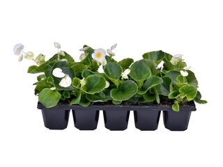 Obrázek 3 produktu Begonia semperflorens 10-pack