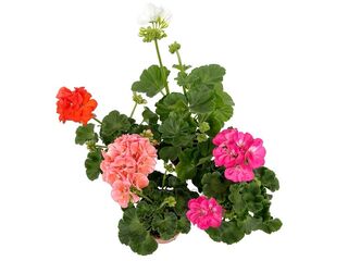 Obrázek 1 produktu Pelargonium zonale K12