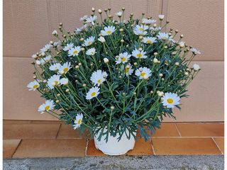 Obrázek 1 produktu Argyranthemum frutescens K18, bílá