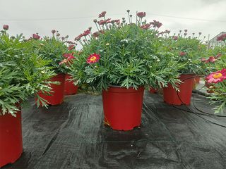 Obrázek 2 produktu Argyranthemum frutescens K18, mix barev