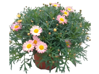 Obrázek 1 produktu Argyranthemum frutescens mix barev K18