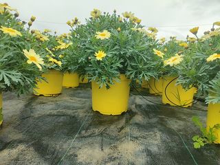 Obrázek 1 produktu Argyranthemum frutescens K18, mix barev
