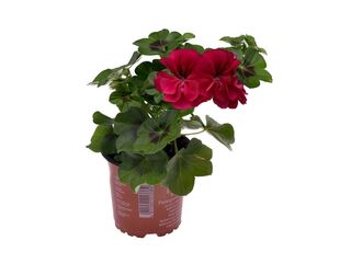 Obrázek 2 produktu Pelargonium peltatum plnokvěté K11