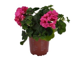 Obrázek 4 produktu Pelargonium peltatum plnokvěté K11