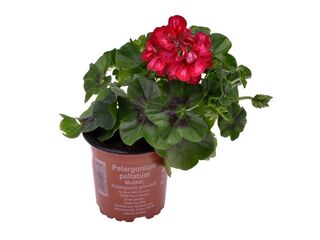 Obrázek 1 produktu Pelargonium peltatum plnokvěté K11