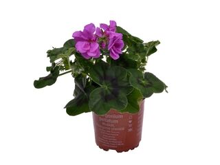 Obrázek 3 produktu Pelargonium peltatum plnokvěté K11