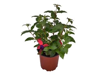 Obrázek 1 produktu Fuchsia převislá K11