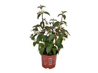 Obrázek 1 produktu Fuchsia vzpřímená K11