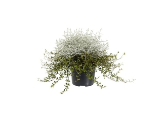 Obrázek 1 produktu Calocephalus+Muenhlenbeckia K12