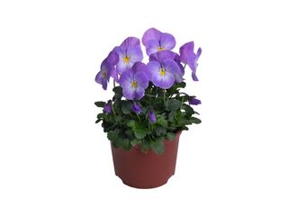 Obrázek 7 produktu Viola cornuta K9