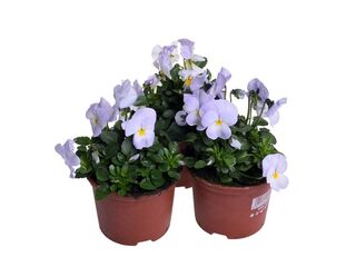 Obrázek 8 produktu Viola cornuta K9