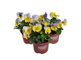 Obrázek 13 produktu Viola cornuta K9