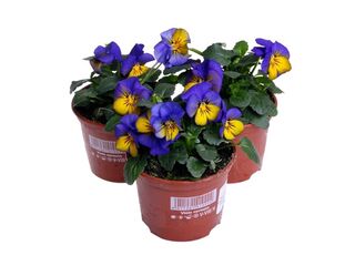 Obrázek 9 produktu Viola cornuta K9