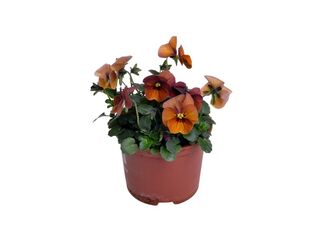 Obrázek 4 produktu Viola cornuta K9