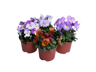 Obrázek 11 produktu Viola cornuta K9