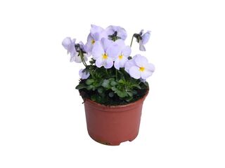 Obrázek 6 produktu Viola cornuta K9