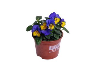 Obrázek 3 produktu Viola cornuta K9