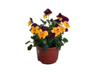 Obrázek 2 produktu Viola cornuta K9