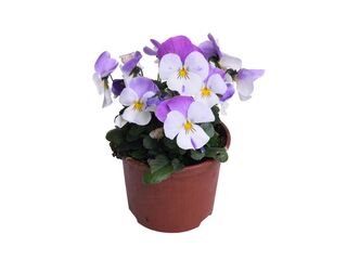 Obrázek 5 produktu Viola cornuta K9