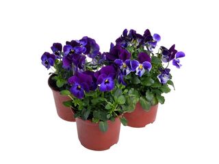 Obrázek 14 produktu Viola cornuta K9