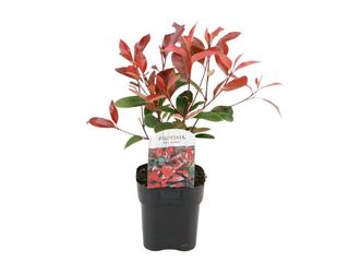 Obrázek 1 produktu Photinia K17