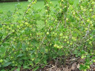 Obrázek 1 produktu Angrešt, Ribes uva-crispa bílý K5l