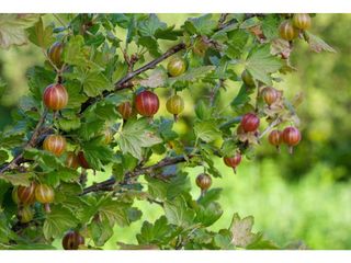 Obrázek 1 produktu Angrešt, Ribes uva-crispa červený K5l