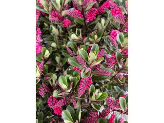 Obrázek 1 produktu Hebe All Blooms K15