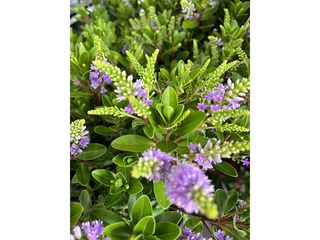 Obrázek 3 produktu Hebe All Blooms K15