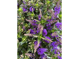 Obrázek 2 produktu Hebe All Blooms K15