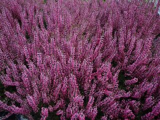 Obrázek 1 produktu Calluna vulgaris Garden Girls, K10,5, 10-15cm