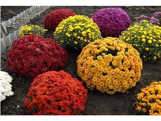 Obrázek 6 produktu Chrysanthemum multiflora K19