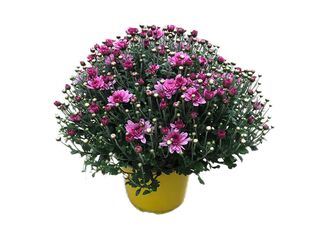 Obrázek 4 produktu Chrysanthemum multiflora K19