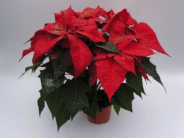 Obrázek produktu Vánoční hvězda vícevýhonová s glitry K11