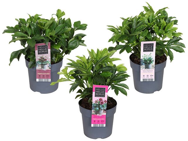 Obrázek produktu Helleborus orientalis K14