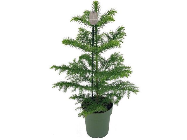 Obrázek produktu Araucaria heterophylla K14