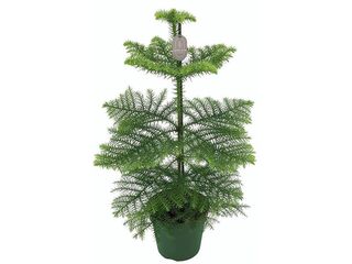 Araucaria heterophylla K17