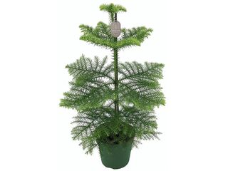 Araucaria heterophylla K17