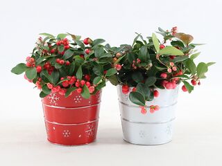 Gaultheria Big Berry K10 v zinkovém květináči X-mas Duo