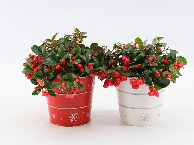 Obrázek produktu Gaultheria Big Berry K12 v zinkovém květináči X-mas Duo