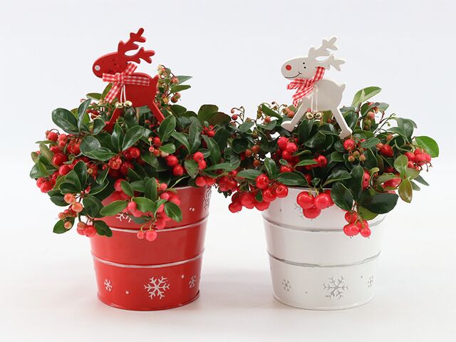 Obrázek produktu Gaultheria Big Berry K12 v zinkovém květináči se sobem X-mas Duo