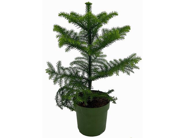 Obrázek produktu Araucaria heterophylla K10