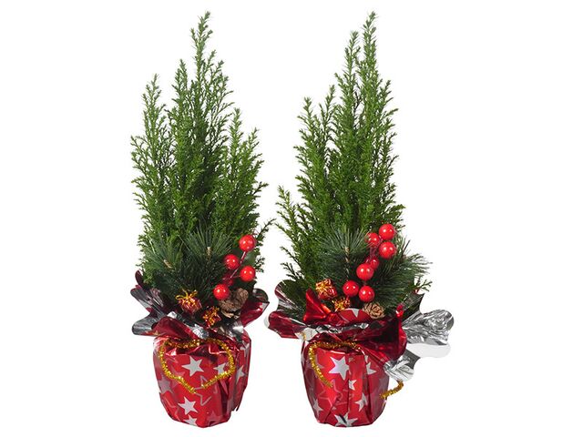 Obrázek produktu Chamaecyparis Ellwoodii K9 dekorace bobule