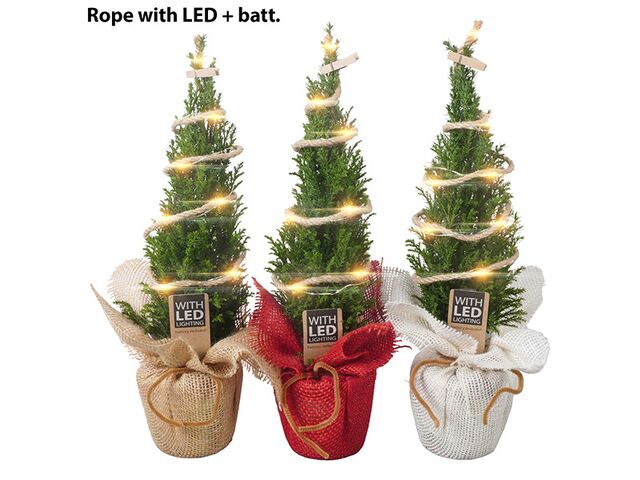 Obrázek produktu Chamaecyparis Ellwoodii K9 dekorace světlo