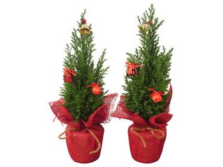 Chamaecyparis Ellwoodii K9 dekorace ozdoby