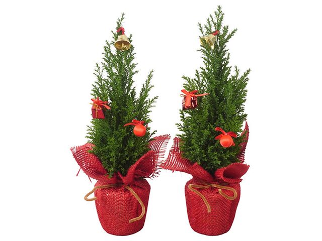 Obrázek produktu Chamaecyparis Ellwoodii K9 dekorace ozdoby